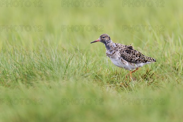 Ruff (Philomachus pugnax) male, Lower Saxony, Germany, Europe