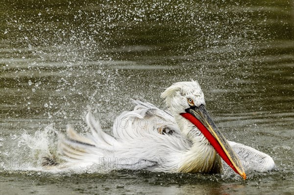 Dalmatian pelican (Pelecanus crispus), bathing, France, Europe