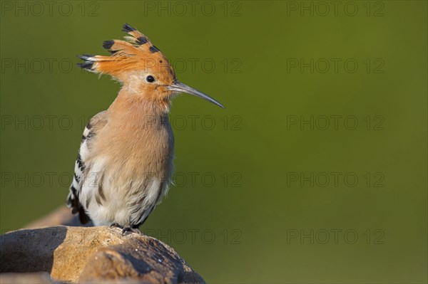 Hoopoe, (Upupa epops), on a perch, family Hoopoes, early raptors, Hides de El Taray / Lesser Kestrel Hide, Villafranca de los Caballeros, Castilla La Mancha / Toledo, Spain, Europe