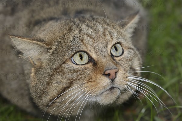 European wildcat (Felis silvestris silvestris), portrait, captive, North Rhine-Westphalia, Germany, Europe