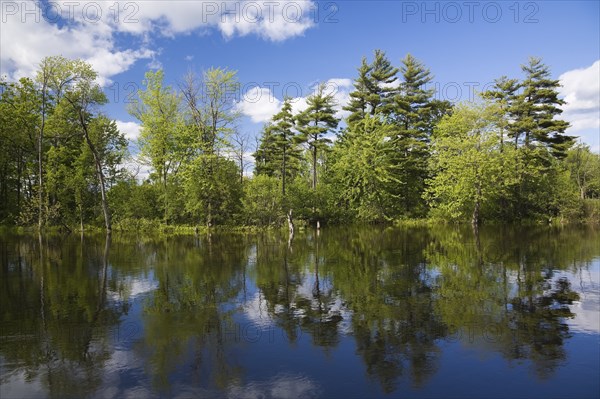 Deciduous and evergreen trees reflected on calm water surface of the Des Mille-Iles River in spring, Terrebonne, Lanaudiere, Quebec, Canada, North America