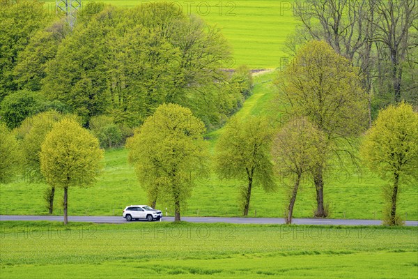 Car on a country road, green fields, meadows, trees line the 2-lane road, spring, near Schwelm, North Rhine-Westphalia, Germany, Europe