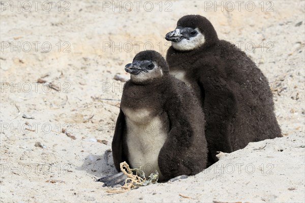 African penguin (Spheniscus demersus), two juveniles, Boulders Beach, Simonstown, Western Cape, South Africa, Africa