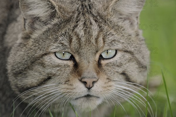 European wildcat (Felis silvestris silvestris), portrait, captive, North Rhine-Westphalia, Germany, Europe