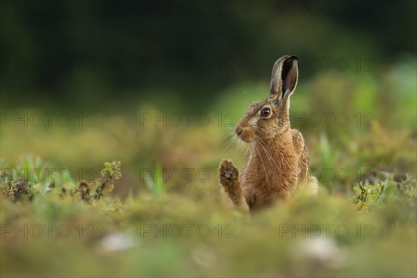 Brown hare (Lepus europaeus) adult animal stretching its front foot in a farmland field in the summer, Suffolk, England United Kingdom