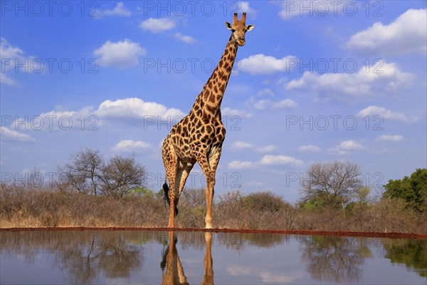 Southern giraffe (Giraffa camelopardalis giraffa), adult, at the water, Kruger National Park, Kruger National Park, Krugerpark, South Africa, Africa