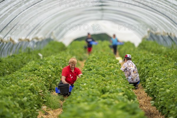 Harvesting strawberries, harvest helper, strawberry cultivation in the open field, under a foil tunnel, young strawberry plants growing up, in different stages of ripeness, near Dormagen, Rhineland, North Rhine-Westphalia, Germany, Europe