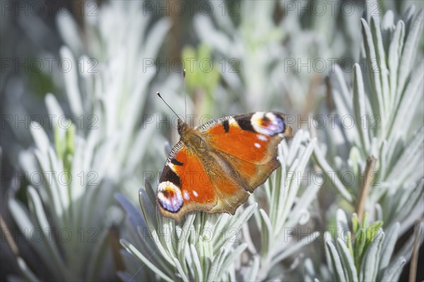 Butterfly Faunauge on your lavender bush, Rippien, Saxony, Germany, Europe