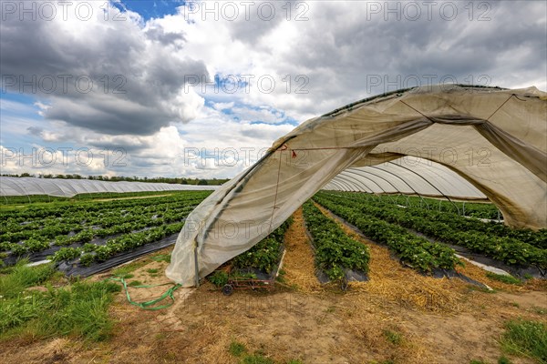 Harvest of strawberries, strawberry cultivation in the open, under a foil tunnel, young strawberry plants growing, in different stages of ripeness, near Dormagen, Rhineland, North Rhine-Westphalia, Germany, Europe