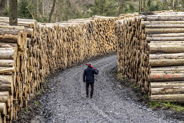 Felled, stacked spruce trunks, forest dieback in the Arnsberg Forest nature park Park, over 70 per cent of the spruce trees are diseased, damaged, mostly by the bark beetle, which was able to spread due to drought and heat, climate change, near Hirschberg, North Rhine-Westphalia, Germany, Europe