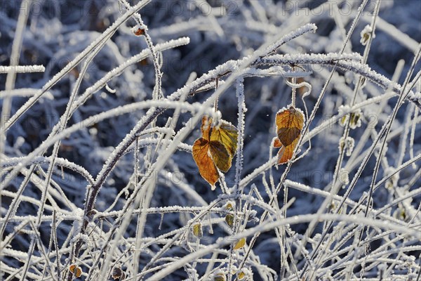 Blackberry (Rubus sect. Rubus) covered with hoar frost, North Rhine-Westphalia, Germany, Europe
