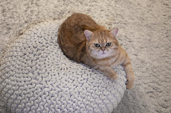 Cat lying in its pillow, Siegen, North Rhine-Westphalia, Germany, Europe