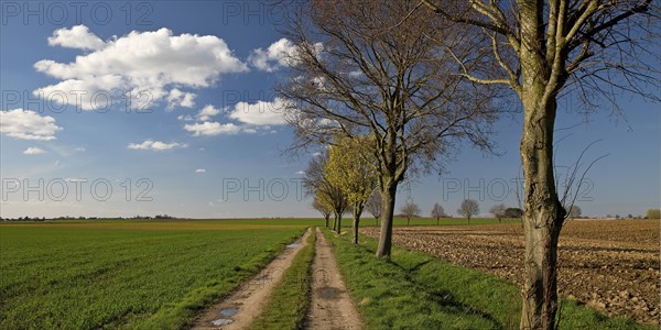 Path with trees in an argar landscape, Grottenherten, Bedburg, Rhine-Erft district, Lower Rhine, North Rhine-Westphalia, Germany, Europe