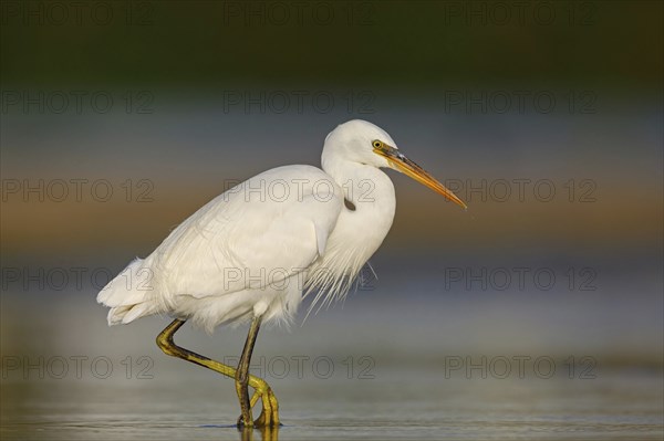 Western Reef Heron, Western Reef-Heron, Western Reef-Egret, (Egretta gularis), Garceta Dimorfa, Raysut, Salalah, Dhofar, Oman, Asia