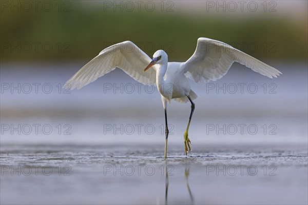 Western Reef Heron, Western Reef-Heron, Western Reef-Egret, (Egretta gularis), Garceta Dimorfa, Raysut, Salalah, Dhofar, Oman, Asia