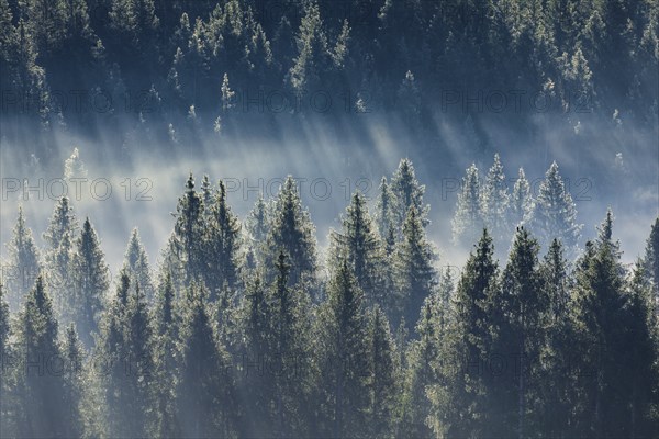 Fog and forest in Oberägeri in the canton of Zug, Switzerland, Europe