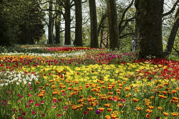 Park and flower meadow with colourful tulips, Mainau Island, Lake Constance, Baden-Württemberg, Germany, Europe