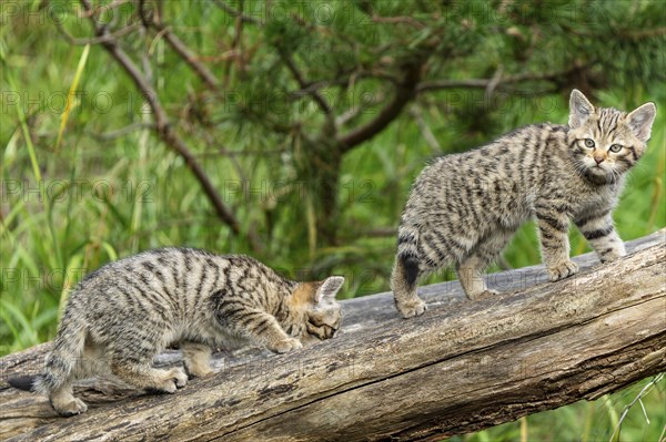 Two young kittens playing on a tree trunk in a green forest, wild cat (Felis silvestris), kittens, Germany, Europe