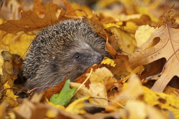 European hedgehog (Erinaceus europaeus) adult animal emerging from a pile of fallen autumn leaves in a garden, England, United Kingdom, Europe