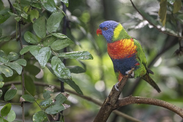 Rainbow lorikeet (Trichoglossus moluccanus), Emmen Zoo, Netherlands