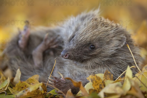 European hedgehog (Erinaceus europaeus) adult animal resting on fallen autumn leaves, England, United Kingdom, Europe