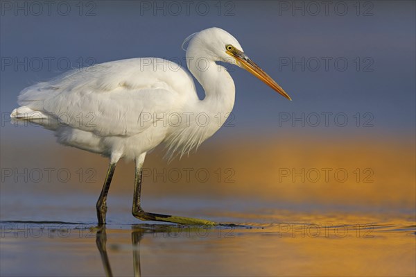 Western Reef Heron, Western Reef-Heron, Western Reef-Egret, (Egretta gularis), Garceta Dimorfa, Raysut, Salalah, Dhofar, Oman, Asia