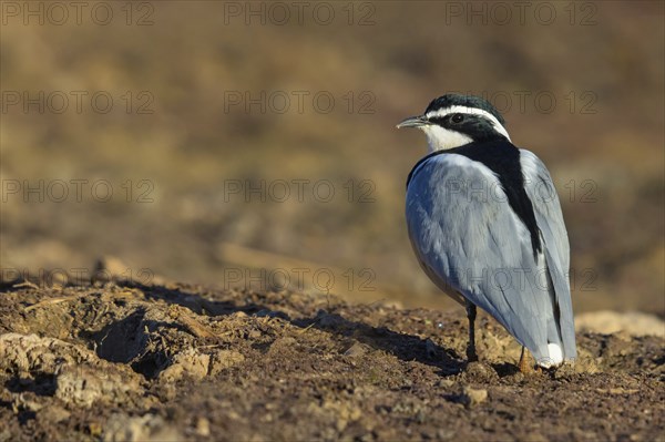 Crocodile-bird, (Pluvianus aegytpticus), Crocodile-bird, Egyptian Plover, Pluvian fluviatile, Pluvial, Njau area, Njau, North Bank, Gambia, Africa