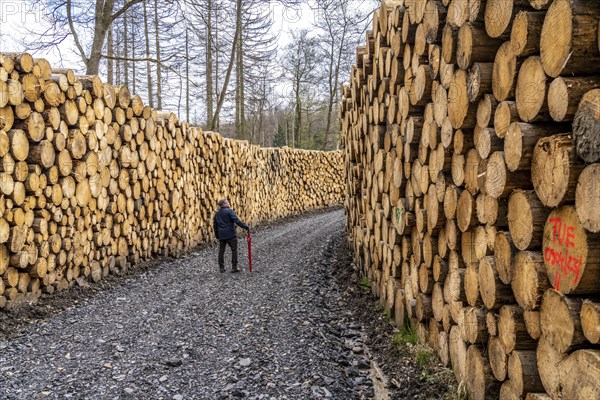 Felled, stacked spruce trunks, forest dieback in the Arnsberg Forest nature park Park, over 70 per cent of the spruce trees are diseased, damaged, mostly by the bark beetle, which was able to spread due to drought and heat, climate change, near Hirschberg, North Rhine-Westphalia, Germany, Europe