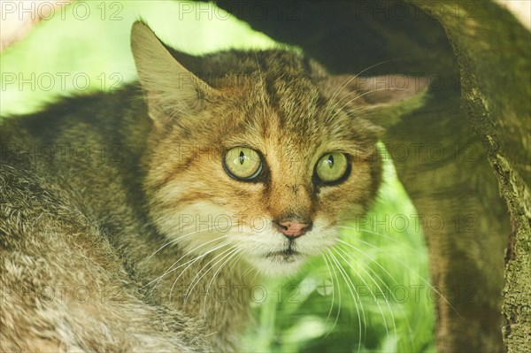 European wildcat (Felis silvestris) on a meadow, portrait, wildlife Park Aurach near Kitzbuehl, Austria, Europe