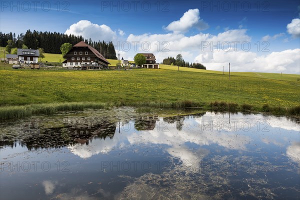 Farms and flowering meadow, Thurner, near St Märgen, Black Forest, Baden-Württemberg, Germany, Europe