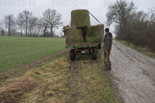 Farmer standing at the loader wagon loaded with old hay bales, Mecklenburg-Western Pomerania, Germany, Europe