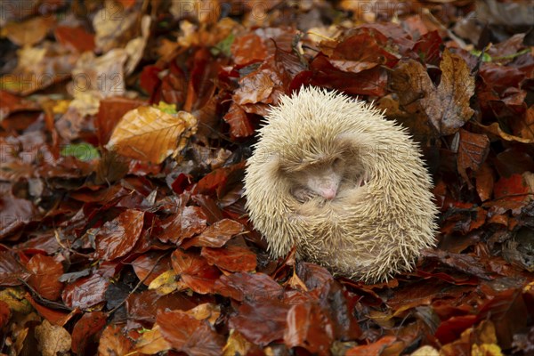 European hedgehog (Erinaceus europaeus) adult animal albino form sleeping on fallen autumn leaves, England, United Kingdom, Europe