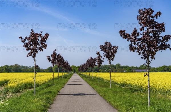 The avenue cycle path between Xanten and Marienbaum, Kalkar, on the Lower Rhine, former railway line, now part of a cycle path network, spring, rape field in bloom, Xanten, North Rhine-Westphalia, Germany, Europe