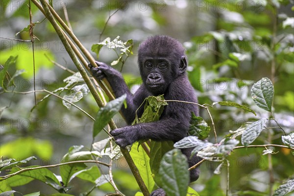 Western lowland gorilla (Gorilla gorilla gorilla) near the Baï-Hokou forest clearing, juvenile, Dzanga-Ndoki National Park, Unesco World Heritage Site, Dzanga-Sangha Complex of Protected Areas (DSPAC), Sangha-Mbaéré Prefecture, Central African Republic, Africa