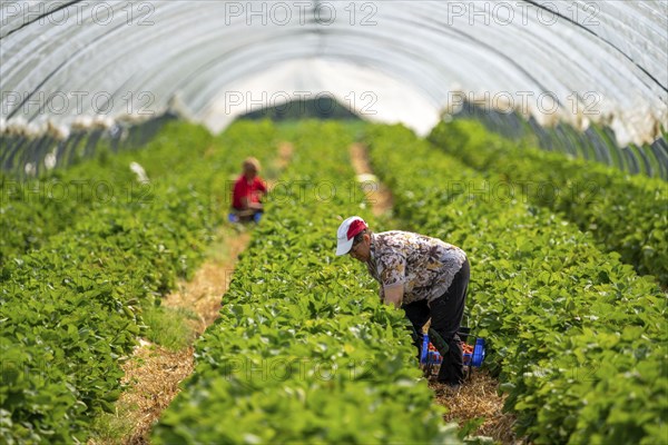 Harvesting strawberries, harvest helper, strawberry cultivation in the open field, under a foil tunnel, young strawberry plants growing up, in different stages of ripeness, near Dormagen, Rhineland, North Rhine-Westphalia, Germany, Europe