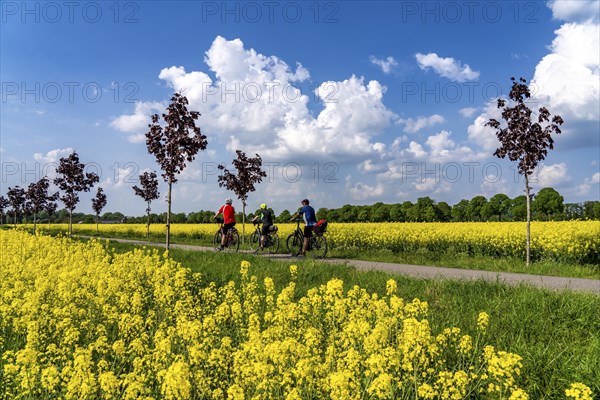 The avenue cycle path between Xanten and Marienbaum, Kalkar, on the Lower Rhine, former railway line, now part of a cycle path network, spring, rape field in bloom, Xanten, North Rhine-Westphalia, Germany, Europe