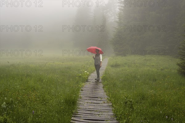 Woman 60-65 with umbrella in the Hühnermoos on a cloudy day with fog, a high moor at the Söllereck near Oberstdorf, Allgäu Alps, Allgäu, Bavaria, Germany, Europe
