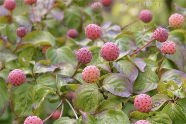 Chinese flowering dogwood (Cornus kousa 'Satomi'), Rombergpark Botanical Garden, Dortmund, North Rhine-Westphalia, Germany, Europe