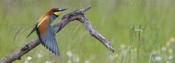 Bee-eater, (Merops apiaster), individual, perch, Tiszaalp-r, Kiskuns-gi National Park, B-cs-Kiskun, Hungary, Europe
