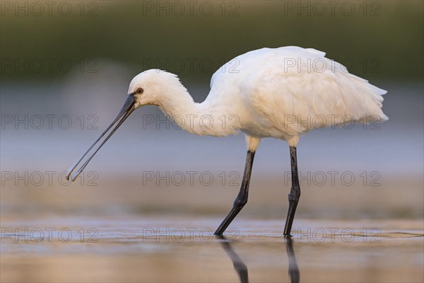 Spoonbill, (Platalea leucorodia), Floating Hide fixed, Tiszaalpar, Kiskunsagi National Park, Bacs-Kiskun, Hungary, Europe