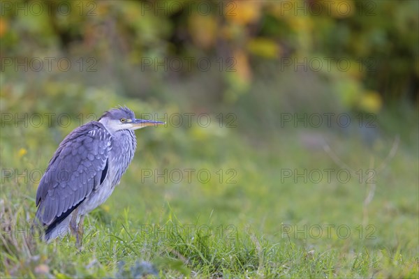 Grey grey heron (Ardea cinerea), Foraging, Boat Trip, Tiszaalpar, Kiskunsagi National Park, Bacs-Kiskun, Hungary, Europe