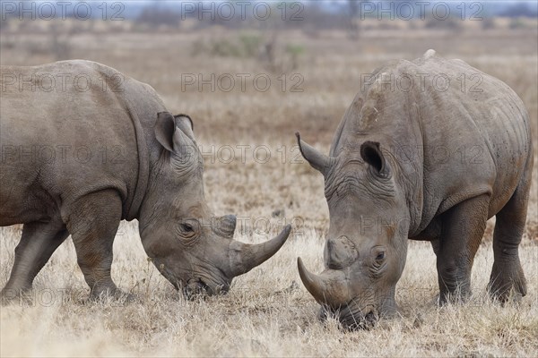 Southern white rhinoceroses (Ceratotherium simum simum), two adult males feeding on dry grass, foraging, Kruger National Park, South Africa, Africa