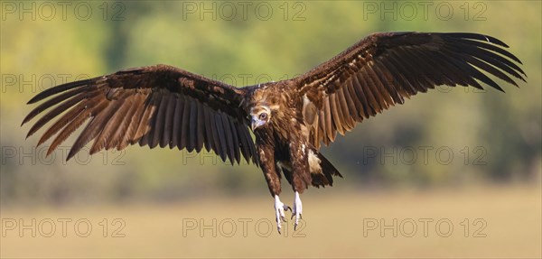 Monk Vulture, Monk Vulture, Black Vulture, (Cinereous Vulture), Aegypius monachus, Vautour moine, Buitre Negro, Monfragüe, Calera Y Chozas, Extremadura, Spain, Europe