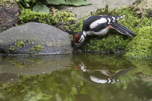 Great spotted woodpecker (Dendrocopos major), juvenile, drinking, Emsland, Lower Saxony, Germany, Europe