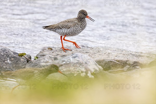 Common redshank (Tringa totanus), two adult birds at the water's edge, Varanger, Finnmark, Norway, Europe
