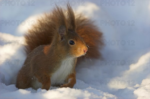 Eurasian red squirrel (Sciurus vulgaris), sitting in the snow, winter, Bad Dürkheim district, Rhineland-Palatinate, Germany, Europe