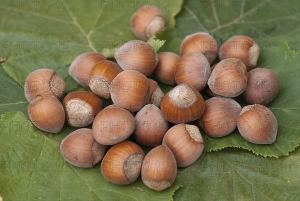 Hazelnut (Corylus 'Rote Zellernuss'), LauÃŸnitz, 81