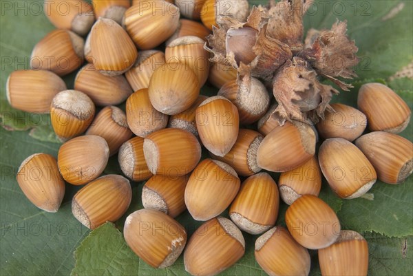 Hazelnut (Corylus 'Englische Riesen'), Laußnitz, 81