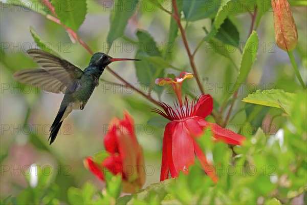 Broad-billed hummingbird (Cynanthus latirostris), adult, male, flying, on flower, foraging, Sonoran Desert, Arizona, North America, USA, North America
