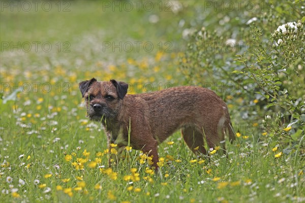 Border Terrier